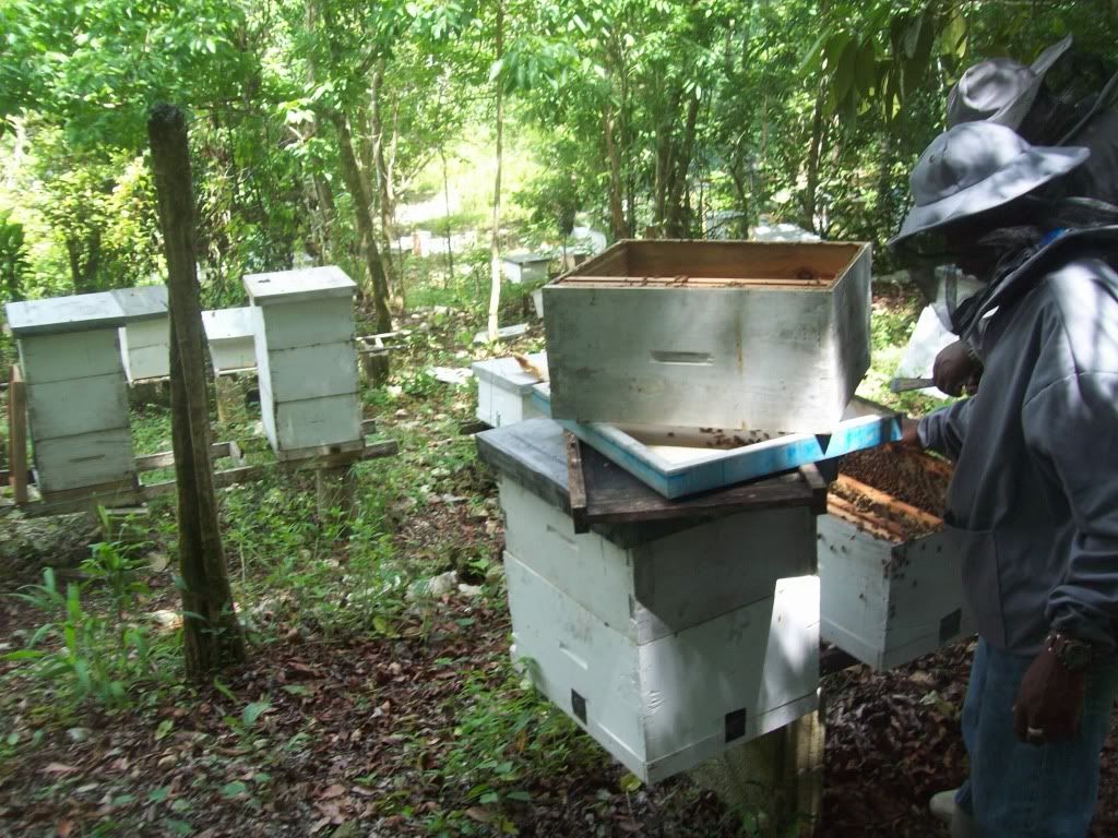 Beekeeping in Jamaica Beesource Beekeeping Forums